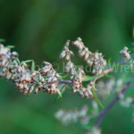 Artemisia Web-3
