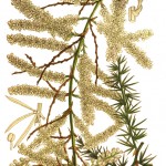 Curtis’s Botanical Magazine, vol. 135 [ser. 4, vol. 5]- t. 8288 (1909) 