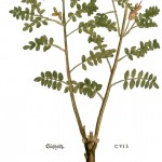 Glycyrhiza-glabra-web