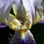 Iris germanica-5-4