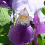 Iris germanica Linn.2-1