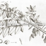 Phyllanthus-acidus-(L.)-1web-5