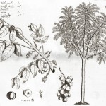 Phyllanthus-acidus-(L.)web-4