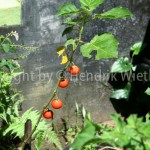Solanum indicum 7-3