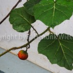Solanum indicum2-1