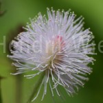mimosa-pudicaklein